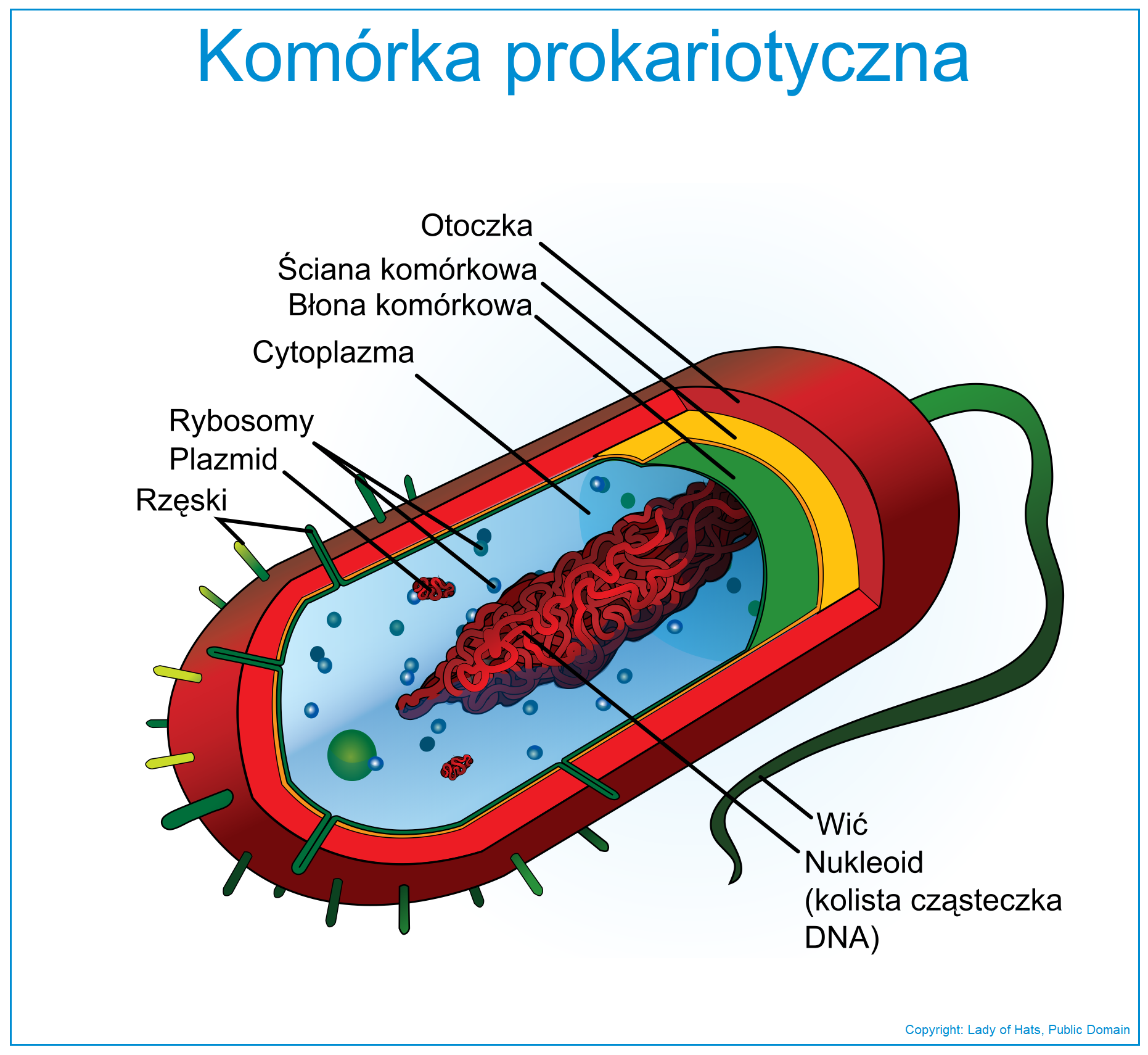 Органоиды клетки прокариота. Строение клетки туберкулезной палочки. Мембрана прокариотической клетки. Строение бактерии прокариот. Структура прокариотической клетки.